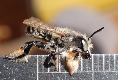 Megachile willughbiella